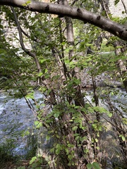 Betula occidentalis