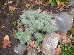 Artemisia schmidtiana