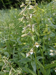 Epipactis palustris