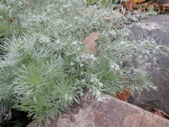 Artemisia schmidtiana