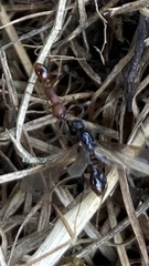 Myrmica