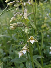 Epipactis palustris