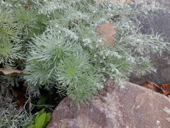Artemisia schmidtiana