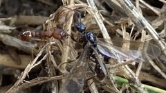 Myrmica