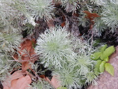 Artemisia schmidtiana