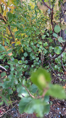 Betula nana