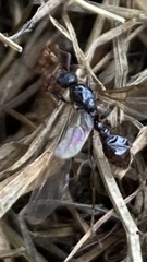 Myrmica