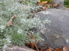 Artemisia schmidtiana