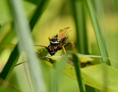 Parabatozonus lacerticida