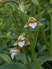 Epipactis palustris