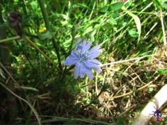 Cichorium intybus