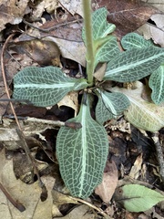 Goodyera pubescens