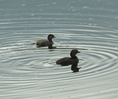 Tachybaptus dominicus
