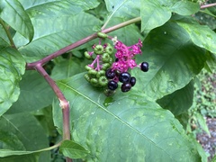 Phytolacca americana