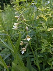Epipactis palustris