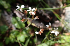 Boykinia occidentalis