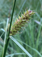 Carex vesicaria