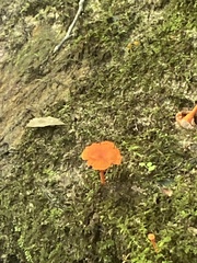Cantharellus cinnabarinus
