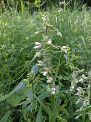Epipactis palustris