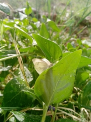 Pieris rapae rapae