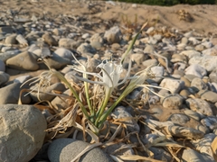 Pancratium maritimum