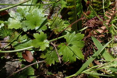 Boykinia occidentalis