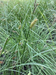 Carex vesicaria