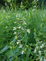 Epipactis palustris