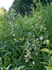 Epipactis palustris