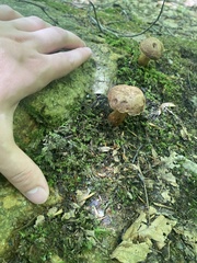 Aureoboletus innixus