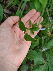 Aronia arbutifolia