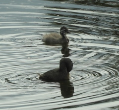 Tachybaptus dominicus
