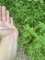 Persicaria virginiana