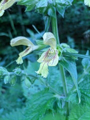 Salvia glutinosa