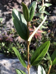 Shepherdia canadensis