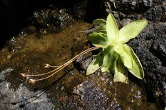Pinguicula