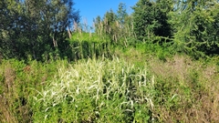 Phalaris arundinacea picta