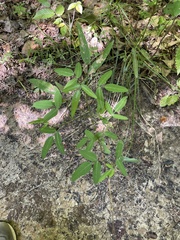 Desmodium paniculatum