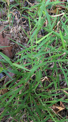 Poaceae