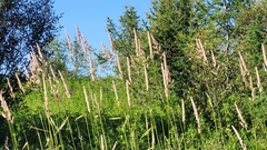 Phalaris arundinacea picta