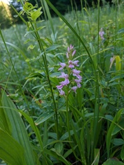 Dactylorhiza iberica
