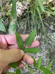 Desmodium paniculatum