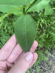 Persicaria virginiana