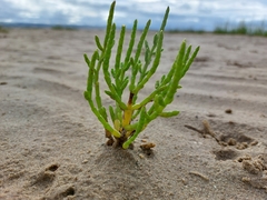 Salicornia