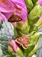 Pyrausta acrionalis
