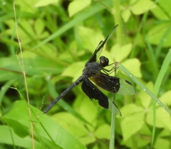 Erythrodiplax funerea