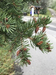 Picea engelmannii