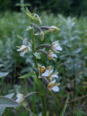 Epipactis palustris
