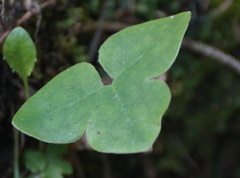 Hepatica nobilis