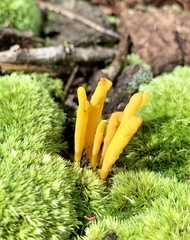 Clavulinopsis